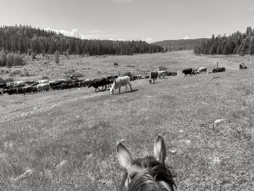 Griffin Valley Ranch