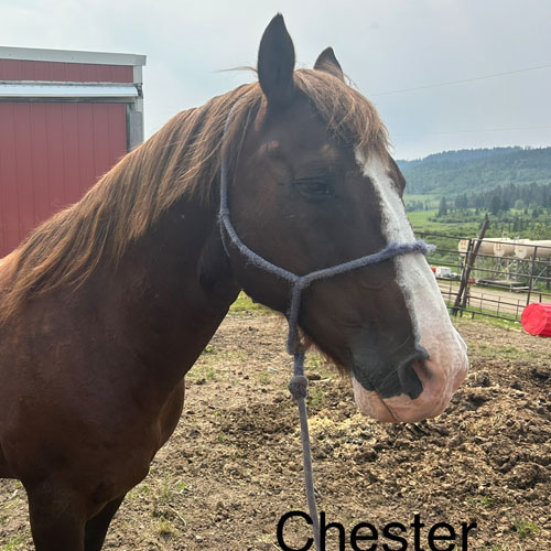 Chester